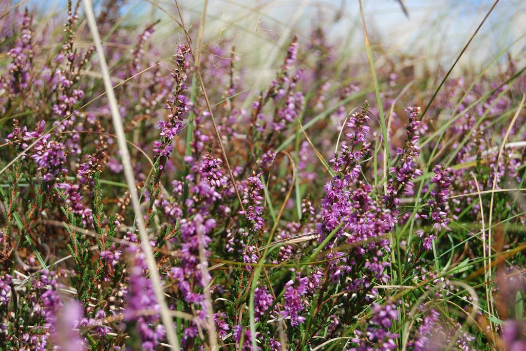 Doppelhaushaelfte In Vitte Auf Hiddensee Extérieur photo